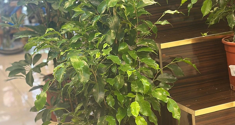 Karaköprü Çiçekçisi