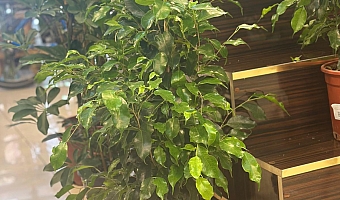 Karaköprü Çiçekçisi